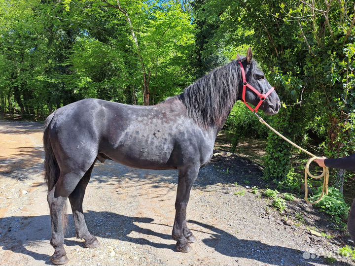 Карачаевский жеребец