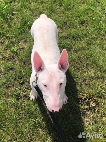 Отдам в добрые руки миниатюрного бультерьера