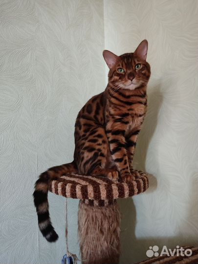 Бенгальская