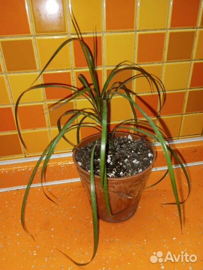 Комнатные растения 2