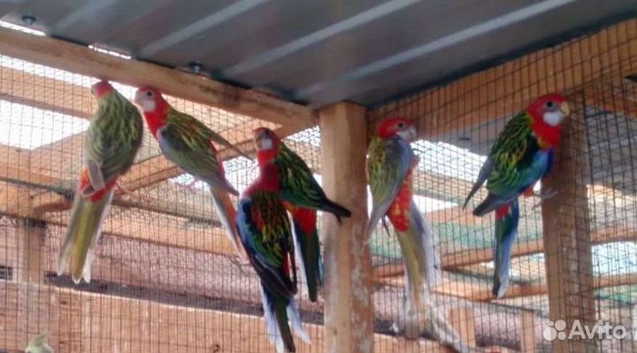 Попугай Розелла