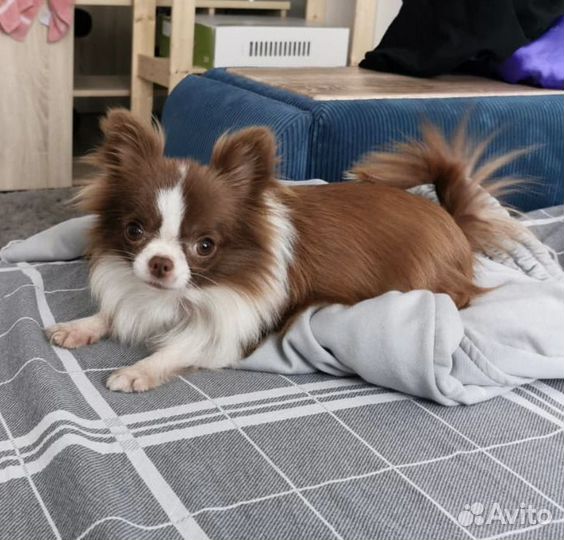 Чихуахуа мини девочка