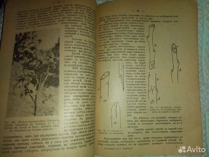 1917г Плодовый сад Яблоня и груша