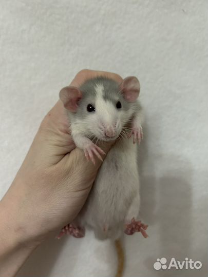 Крысята Дамбо мальчики