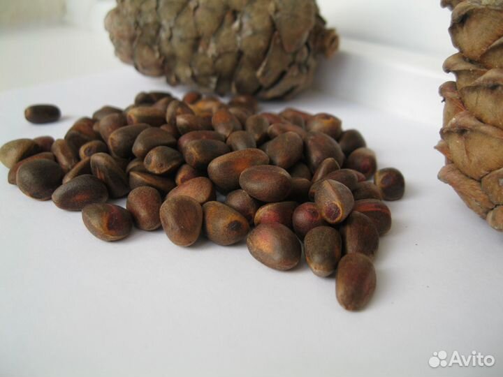 Кедр сибирский/семена