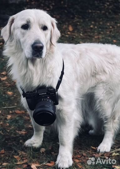 Собаки для фотосессии. Золотистые Ретриверы
