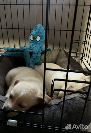 Отдам в добрые руки