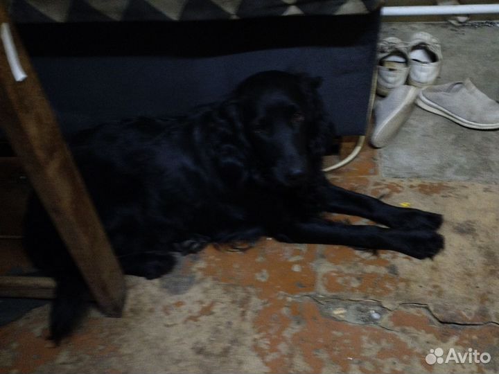 Щенки русского спаниеля