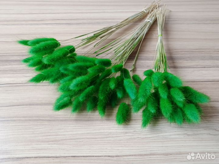 Сухоцветы для букетов