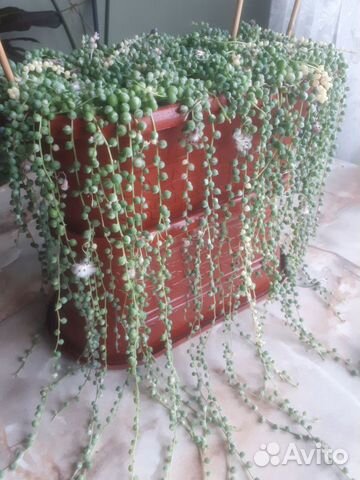 Суккулент редкий Крестовник Роули