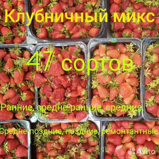 Саженцы сортовой клубники. Клубника