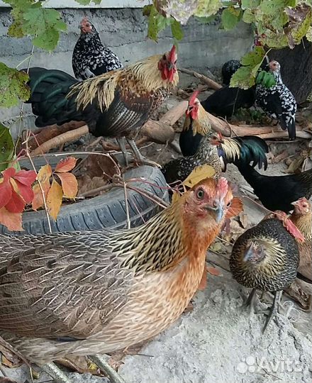 Куры бентамки