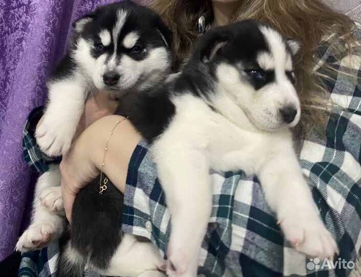 Щенки сибирской хаски мальчик и две девочки