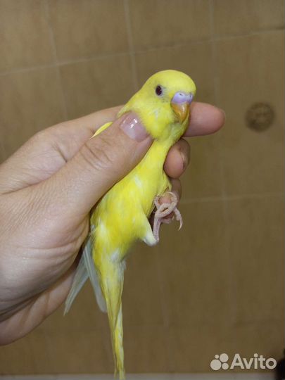 Птенцы волнистый попугай