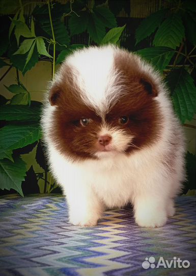 Разноцветные померанцы