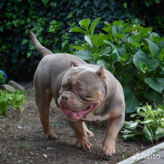 Американский булли