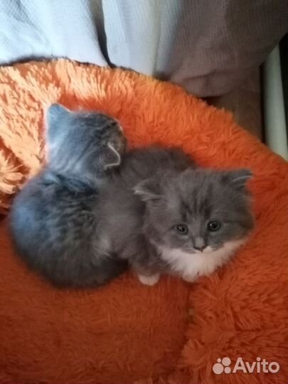 Котята