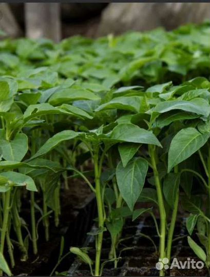 Рассада помидор перца баклажан