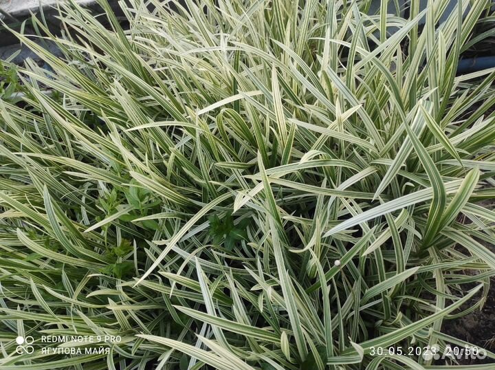 Мискантус сахороцветный