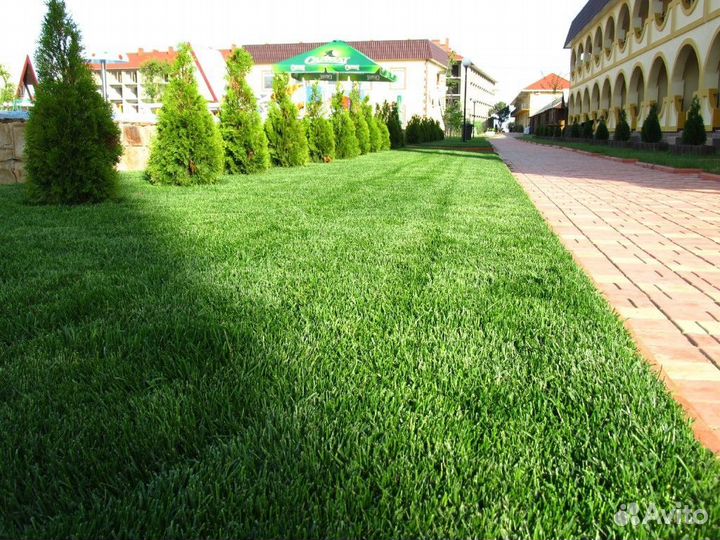 Рулонный газон. Озеленение участка под ключ