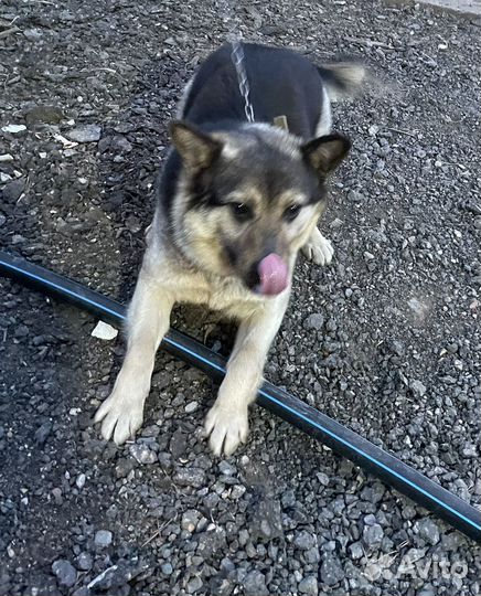 Жужа ищет дом