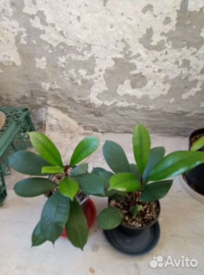 Фикус Циатистипула, Гибискусы