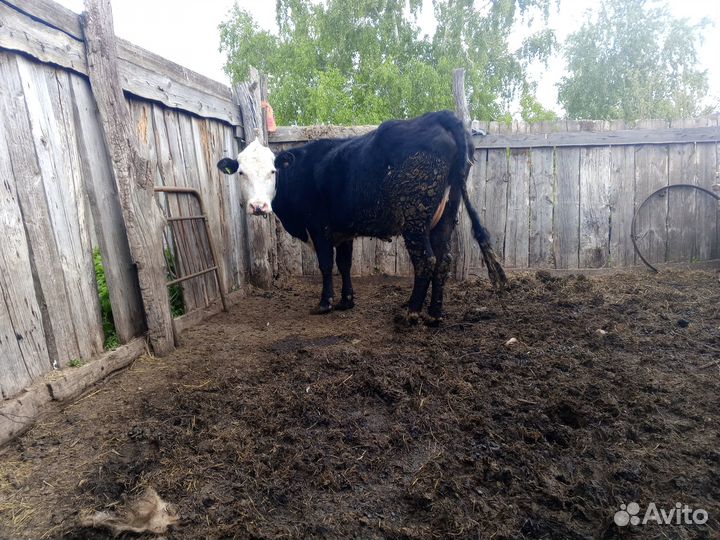 Корова дойная с теленком