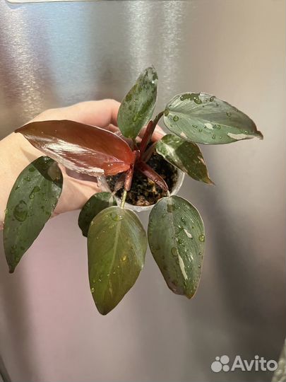 Филодендрон Розовая принцесса