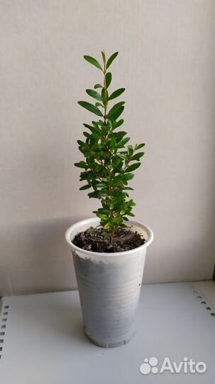 Гранат комнатный