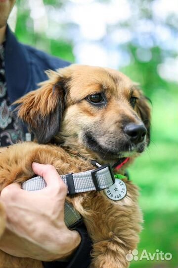 Адель ждёт семью