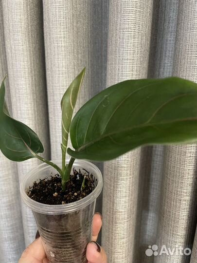 Аглаонема Сиам Руби