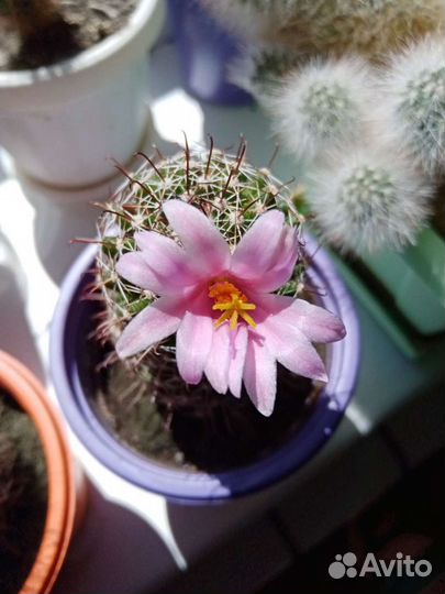 Кактусы цветущие