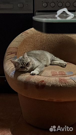 Кошка В добрые руки
