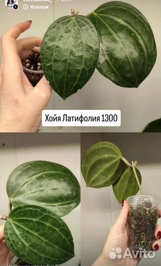 Хойя Пахиклада Каудата Латифолия