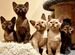 Бурманские котята, Соболь, шоколад, девочки