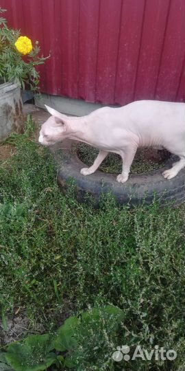 Котята сфинкс