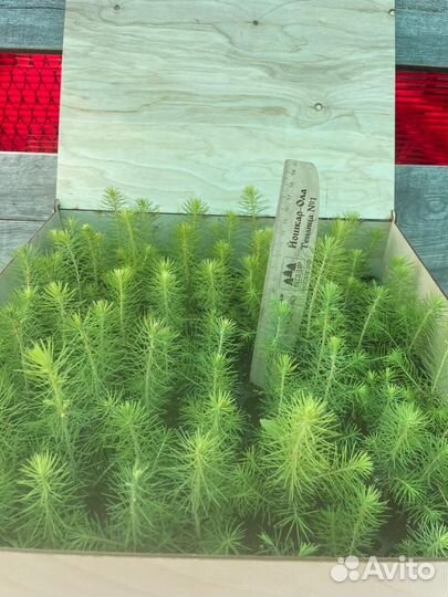 Саженцы ели зкс опт