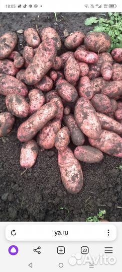 Семенной картофель