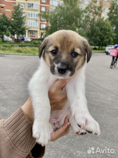Щенок в добрые руки