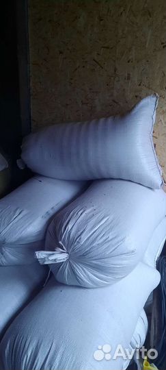 Зерно пшеницы