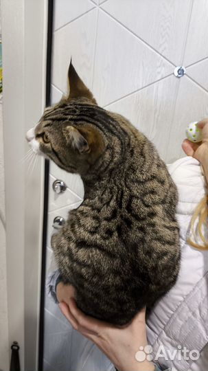 Кот молодой кастрированный