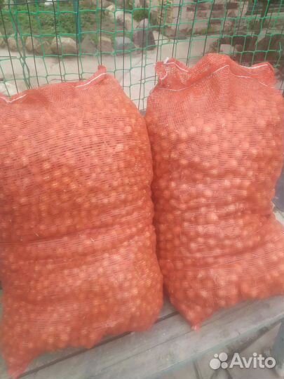 Лук севок оптом