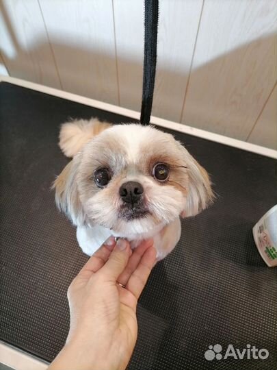 Груминг. Ммс. Без выезда