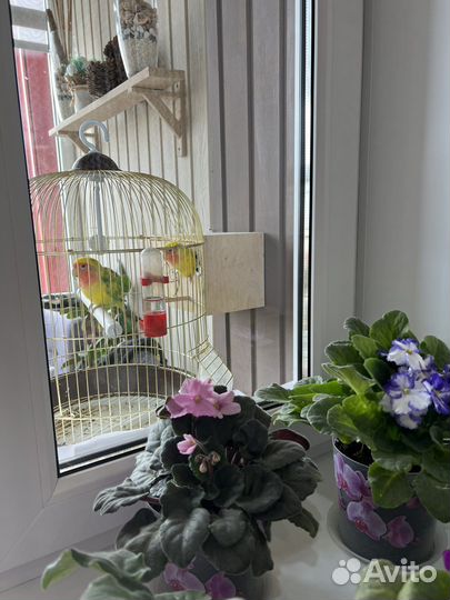 Попугаи неразлучники с клеткой