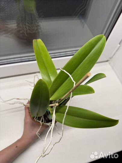 Орхидея каттлея