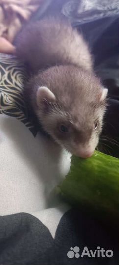 Домашний хорек