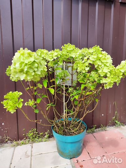 Гортензия Петит черри