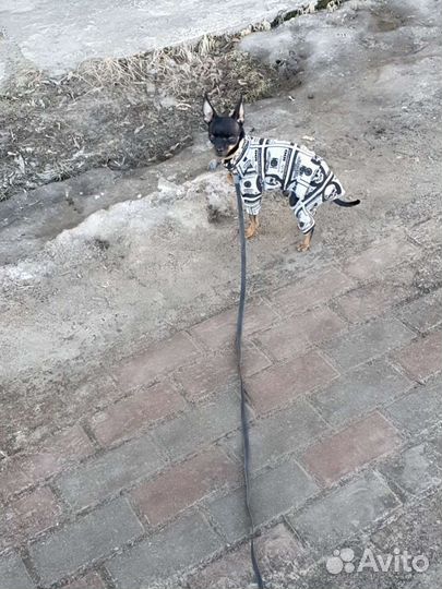 Русский той-терьер mini