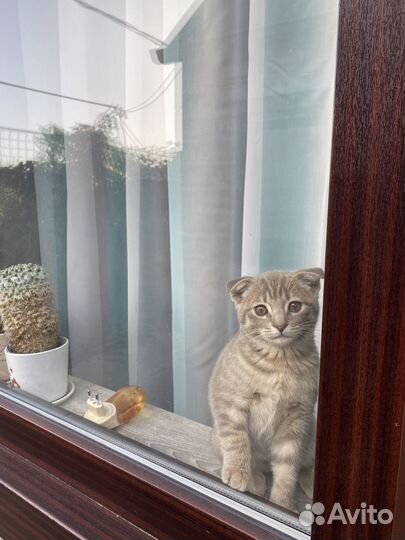 Шотландская кошка