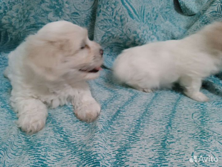 Щенки болонки, мальчик и девочка